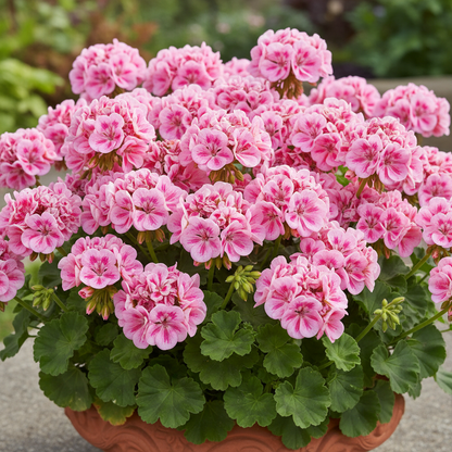 Premium Geranium Flower Seeds – Pink Striped Blooms for Vibrant Gardens