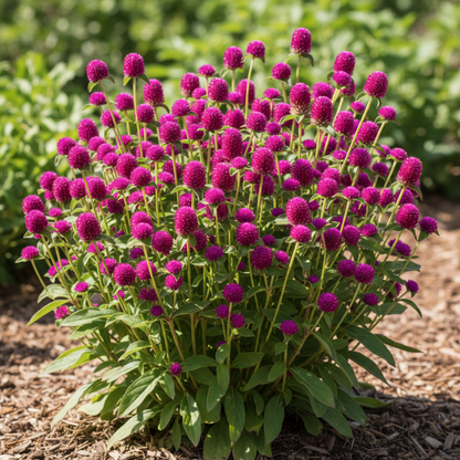 Globe Amaranth Flower Seeds for Garden Planting