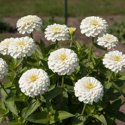 White Zinnia Flower Seeds for Garden Planting