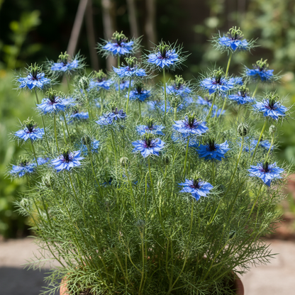 Nigella Miss Jekyll Blue Flower Seeds for Garden Planting