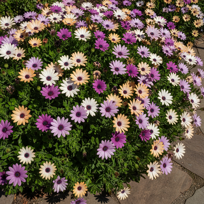 Osteospermum Mixed Flowers Seeds for Garden Planting