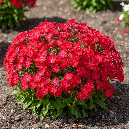 Red Drummond Phlox Flower Seeds for Garden Planting