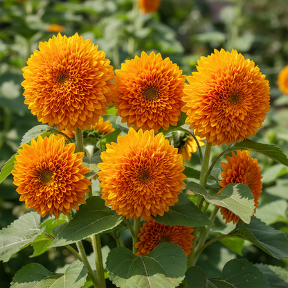 Sunflower Double Orange Flower Seeds for Garden Planting