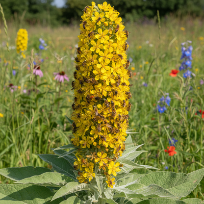 Verbascum Densiflorum Flower Seeds for Garden Planting