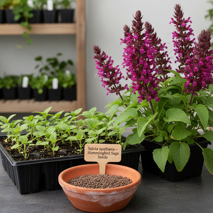 Salvia spathacea Seeds for Planting – Hummingbird Sage Fragrant Perennial Flower Seeds