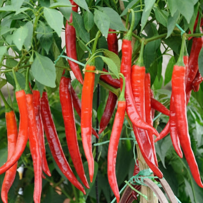 Jwala Pariksha Chilli Seeds for Planting