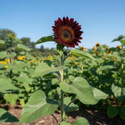 Dark Red Sunflower Seeds for Garden Planting