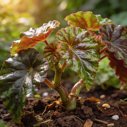 Red White Begonia Flower Seeds - Bicolor Begonia Flower Seeds for Garden