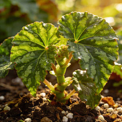 Yellow Begonia Flower Seeds - Yellow Begonia Flower Seeds for Garden