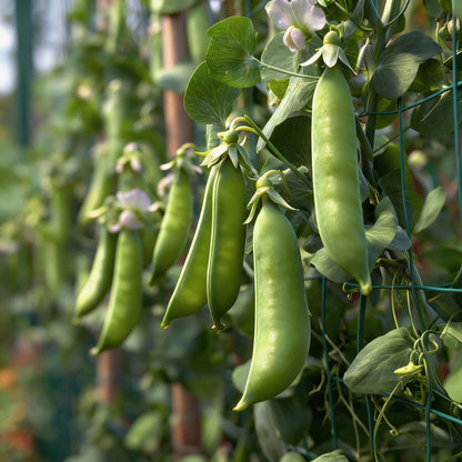 Pea Sugar Snap Lusaka Seeds for Planting