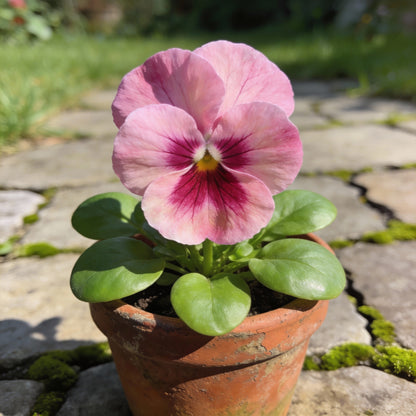 Pink Pansy Flower Seeds - Pink Pansy Flower Seeds for Garden