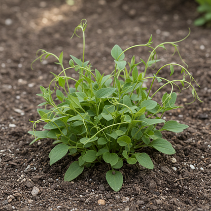 Codonopsis Ovata Flower Seeds - Bell Shaped Perennial Flower Seeds for Garden