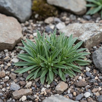 Jasione Laevis Flower Seeds - Blue Perennial Flower Seeds for Garden