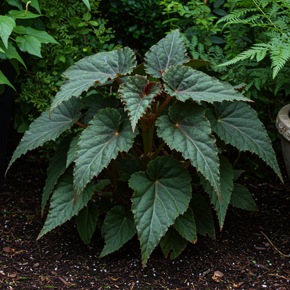 Orange Begonia Flower Seeds - Orange Begonia Flower Seeds for Garden