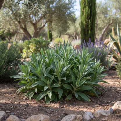 Koelreuteria Paniculata Seeds – Golden Rain Tree for Gardens