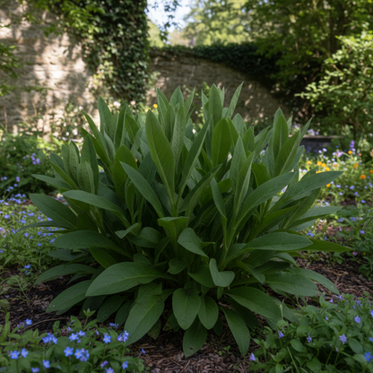 Digitalis Laevigata Flower Seeds - Foxglove Flower Seeds for Garden