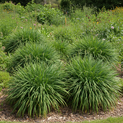 Diplarrhena Moraea Flower Seeds - Iris Like Flower Seeds for Garden