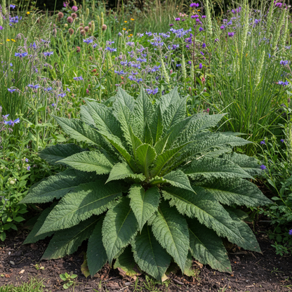Dipsacus Sativus Flower Seeds - Teasel Flower Seeds for Garden