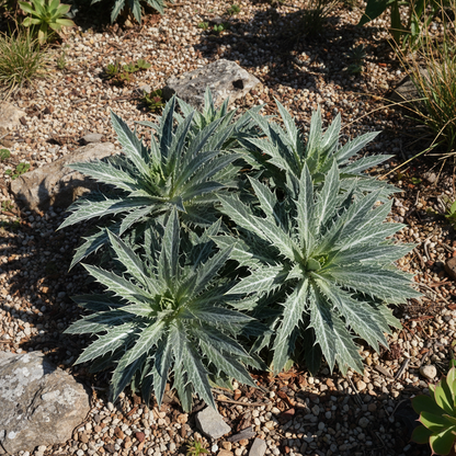 Eryngium Bourgatii Flower Seeds - Sea Holly Flower Seeds for Garden