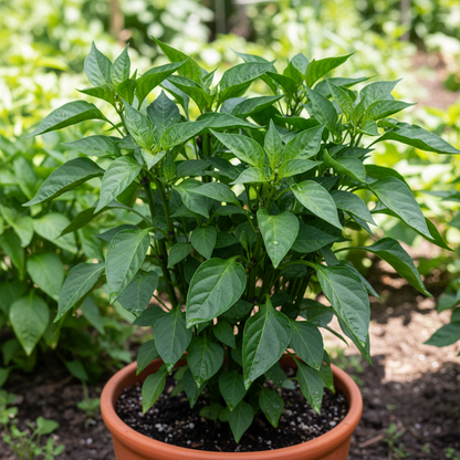 Alma Paprika Sweet Pepper Seeds – Vibrant, Compact, High-Yield Plants