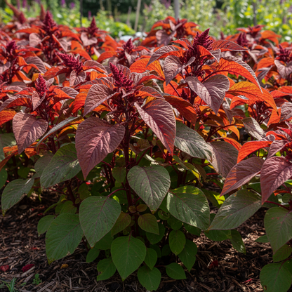 Amaranth ‘Molten Fire’ Seeds – Premium Quality Fiery Garden Planting