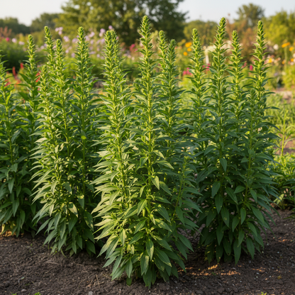 Antirrhinum Majus Angel Towers Seeds - Snapdragon Flower Seeds for Garden