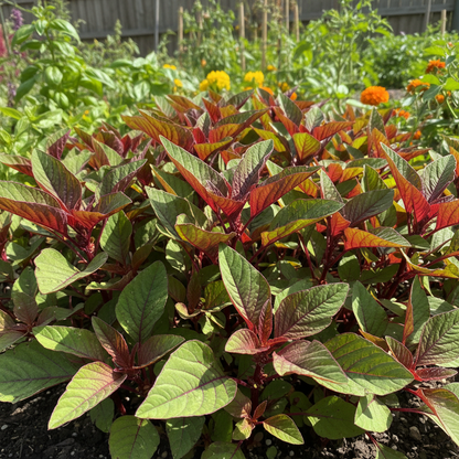 Amaranth Greens Bicolour Seeds – Premium Leafy Vegetable Seeds for Home Gardening