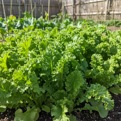 Mustard Chirimen Hakarashi Seeds - Mustard Greens Seeds for Home Garden