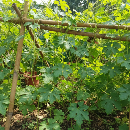 Indian Bitter Gourd Seeds – Heirloom Karela for High-Yield Gardens