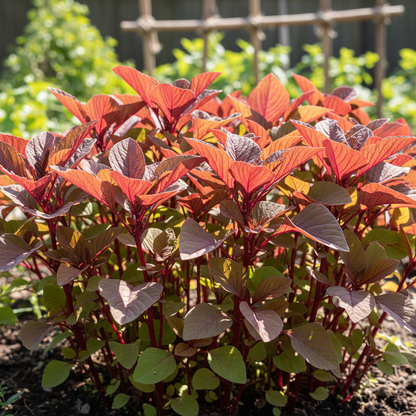Amaranth Red Leaf Seeds – Premium Quality Organic Seeds for Gardening