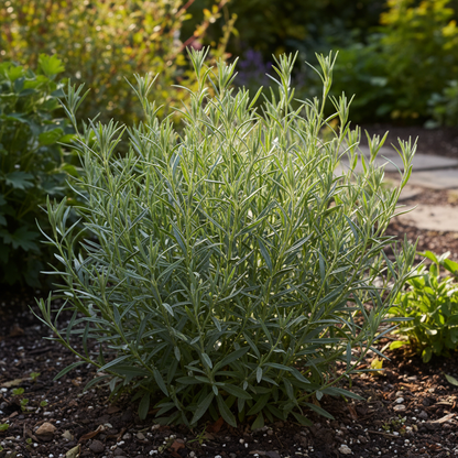 Scabiosa Atropurpurea Oxford Blue Seeds – Elegant Garden Blooms