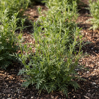 Scabiosa Atropurpurea Black Knight Seeds – Striking Dark Garden Blooms