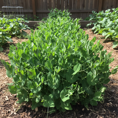 Pea Sugar Snap Bush Sugar Ann Seeds - Sugar Snap Pea Seeds for Home Garden