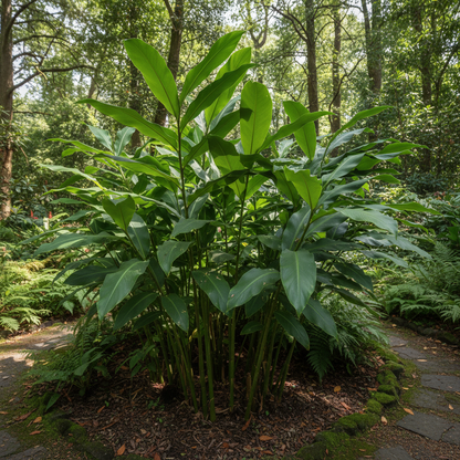 Hedychium Densiflorum ‘Assam Orange’ Seeds – Exotic Fragrant Ginger Lily Blooms