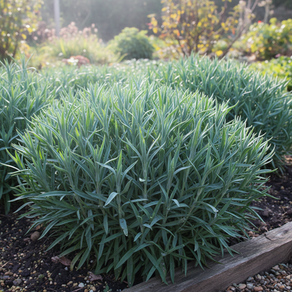 Carnation Caryophyllus Orange Sherbet Flower Seeds