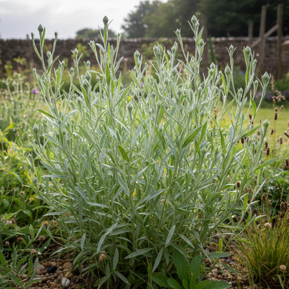 Centaurea Cyanus Classic Magic Flower Seeds