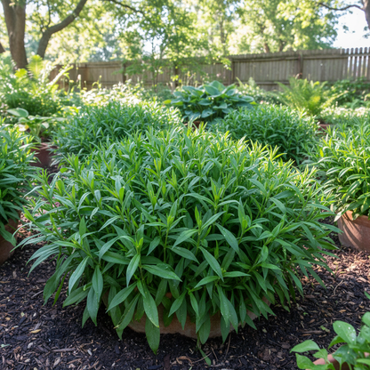 Dianthus Barbatus White Flower Seeds