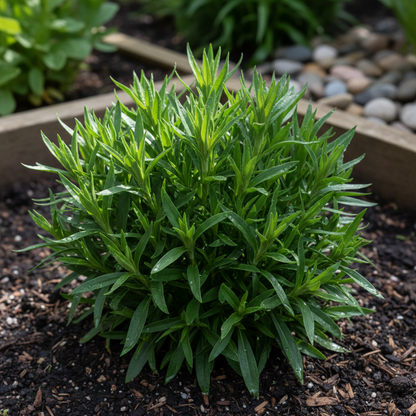 Dianthus Barbatus White Flower Seeds – Elegant Sweet William Blooms