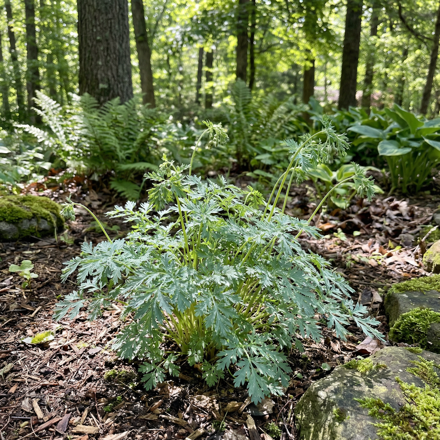 Dicentra Torulosa Flower Seeds - Perennial Flower Seeds for Garden