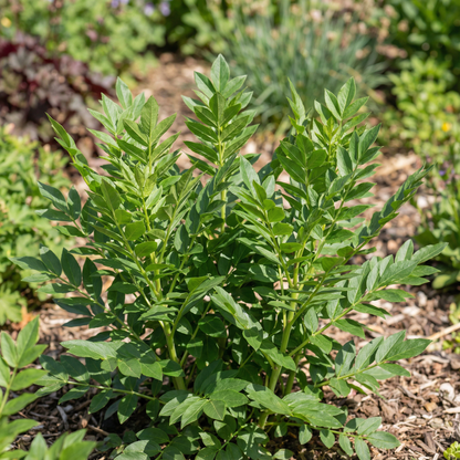 Dictamnus Albus Albiflorus Flower Seeds - Perennial Flower Seeds for Garden