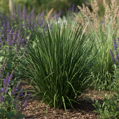 Dierama Ambiguum Flower Seeds - Dierama Flower Seeds for Garden