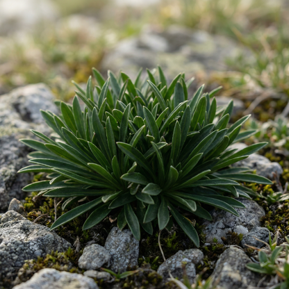 Erigeron Aureus Flower Seeds – Native American Golden Wildflower Perennial