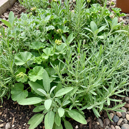 Fragrant Collection Seeds – Planting Pleasures for Your Garden Bliss