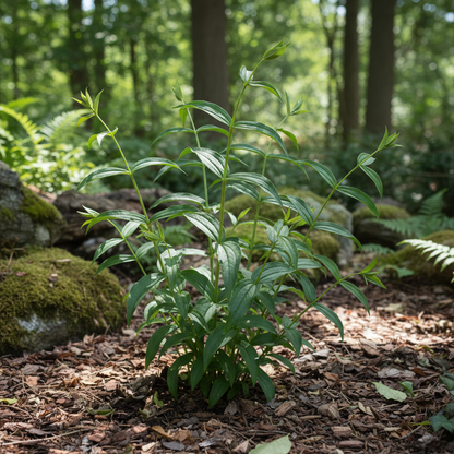Gentiana Asclepiadea Alba Flower Seeds – White Alpine Willow Gentian