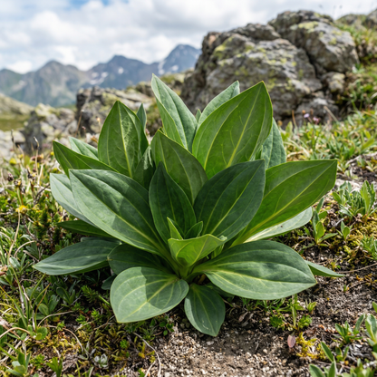 Gentiana Lutea Seeds - Gentian Flower Seeds for Garden