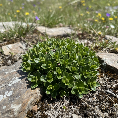 Gentiana Grossheimii Alpine Seeds - Gentian Flower Seeds for Garden