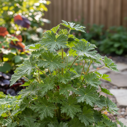 Geranium Pratense Pink Ghost Flower Seeds - Geranium Flower Seeds for Garden