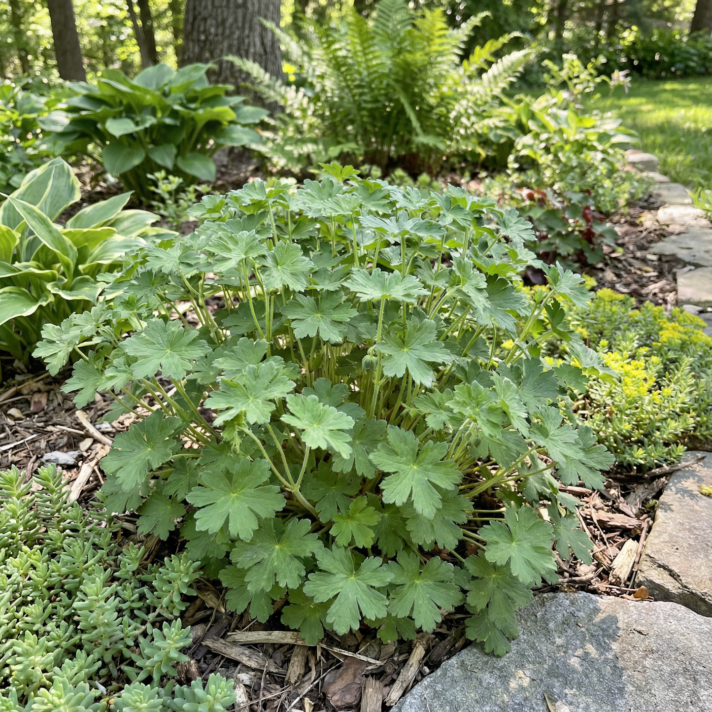 Geranium Albanum Flower Seeds - Geranium Flower Seeds for Garden