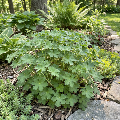 Geranium Albanum Flower Seeds - Geranium Flower Seeds for Garden