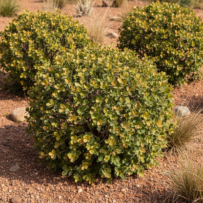 Grewia Flava Seeds - Raisin Bush Seeds for Garden